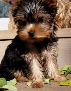 
Precio Yorkshire Terrier...........<strong>$18,000.00   A   $25,000.00  (dependiendo del tamaño, sexo, color y calidad)</strong> <br><br>


100% pura raza, registrados todos los papeles en regla se envian a cualquier parte de la Republica.<br><br> 

<li>Contrato de compraventa<br><br></li>


<li>Seguro de vida gratuito por escrito de 5 años que cubre muerte en caso de cuestiones virales</li>
<br><br>

<li>Garantía de Pureza Racial<br><br></li>

<li>Certificado de registro inicial que extiende la Federación Canófila Mexicana donde los cachorros se entregan con tatuaje y microchip</li>

