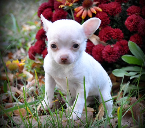 Lindo Chihuahua cachorros para regalo.