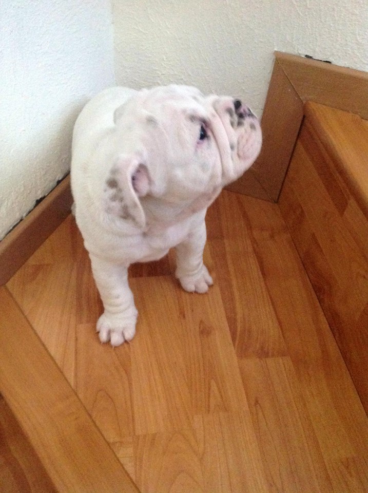 
Precio Bulldog...........<strong>   $35,000.00  A   $60,000.00    (dependiendo la calidad)</strong> <br><br>


100% pura raza, registrados todos los papeles en regla se envian a cualquier parte de la Republica.<br><br> 

<li>Contrato de compraventa<br><br></li>


<li>Seguro de vida gratuito por escrito de 5 años que cubre muerte en caso de cuestiones virales</li>
<br><br>

<li>Garantía de Pureza Racial<br><br></li>

<li>Certificado de registro inicial que extiende la Federación Canófila Mexicana donde los cachorros se entregan con tatuaje y microchip</li>

