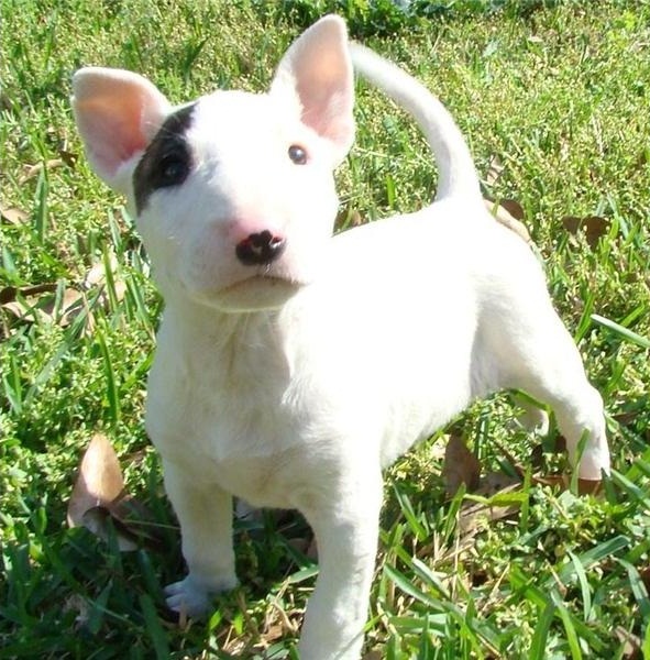 
Precio Bull Terrier...........<strong>    $18,000.00  A   $25,000.00    ( dependiendo tamaño y color)</strong> <br><br>


100% pura raza, registrados todos los papeles en regla se envian a cualquier parte de la Republica.<br><br> 

<li>Contrato de compraventa<br><br></li>


<li>Seguro de vida gratuito por escrito de 5 años que cubre muerte en caso de cuestiones virales</li>
<br><br>

<li>Garantía de Pureza Racial<br><br></li>

<li>Certificado de registro inicial que extiende la Federación Canófila Mexicana donde los cachorros se entregan con tatuaje y microchip</li>

