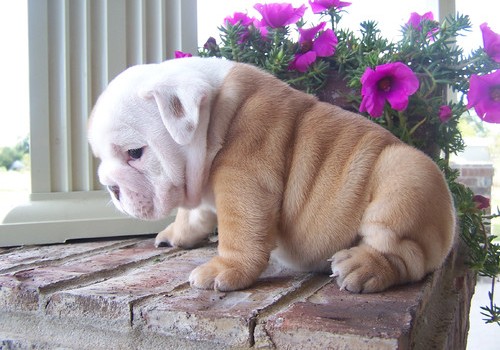 
Precio Bulldog...........<strong>   $35,000.00  A   $60,000.00    (dependiendo la calidad)</strong> <br><br>


100% pura raza, registrados todos los papeles en regla se envian a cualquier parte de la Republica.<br><br> 

<li>Contrato de compraventa<br><br></li>


<li>Seguro de vida gratuito por escrito de 5 años que cubre muerte en caso de cuestiones virales</li>
<br><br>

<li>Garantía de Pureza Racial<br><br></li>

<li>Certificado de registro inicial que extiende la Federación Canófila Mexicana donde los cachorros se entregan con tatuaje y microchip</li>

