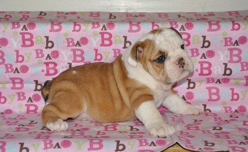 
Precio Bulldog...........<strong>   $35,000.00  A   $60,000.00    (dependiendo la calidad)</strong> <br><br>


100% pura raza, registrados todos los papeles en regla se envian a cualquier parte de la Republica.<br><br> 

<li>Contrato de compraventa<br><br></li>


<li>Seguro de vida gratuito por escrito de 5 años que cubre muerte en caso de cuestiones virales</li>
<br><br>

<li>Garantía de Pureza Racial<br><br></li>

<li>Certificado de registro inicial que extiende la Federación Canófila Mexicana donde los cachorros se entregan con tatuaje y microchip</li>

