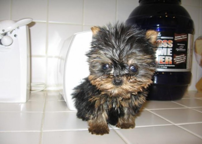 
Precio Yorkshire Terrier...........<strong>$18,000.00   A   $25,000.00  (dependiendo del tamaño, sexo, color y calidad)</strong> <br><br>


100% pura raza, registrados todos los papeles en regla se envian a cualquier parte de la Republica.<br><br> 

<li>Contrato de compraventa<br><br></li>


<li>Seguro de vida gratuito por escrito de 5 años que cubre muerte en caso de cuestiones virales</li>
<br><br>

<li>Garantía de Pureza Racial<br><br></li>

<li>Certificado de registro inicial que extiende la Federación Canófila Mexicana donde los cachorros se entregan con tatuaje y microchip</li>

