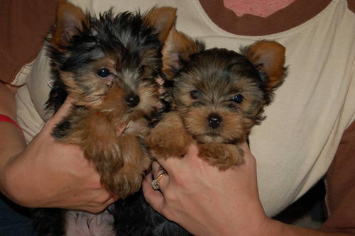 
Precio Yorkshire Terrier...........<strong>$18,000.00   A   $25,000.00  (dependiendo del tamaño, sexo, color y calidad)</strong> <br><br>


100% pura raza, registrados todos los papeles en regla se envian a cualquier parte de la Republica.<br><br> 

<li>Contrato de compraventa<br><br></li>


<li>Seguro de vida gratuito por escrito de 5 años que cubre muerte en caso de cuestiones virales</li>
<br><br>

<li>Garantía de Pureza Racial<br><br></li>

<li>Certificado de registro inicial que extiende la Federación Canófila Mexicana donde los cachorros se entregan con tatuaje y microchip</li>

