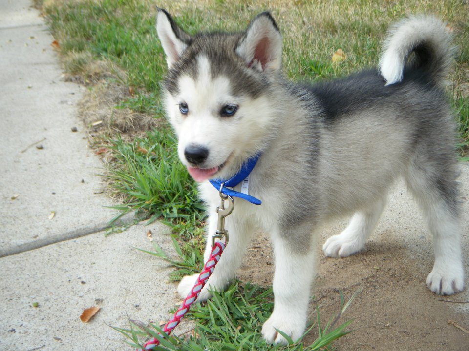  Siberian Husky cachorros para su aprobación