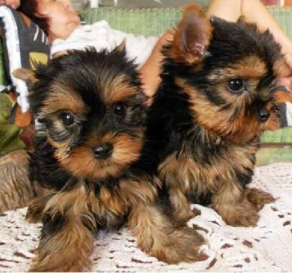 
Precio Yorkshire Terrier...........<strong>$18,000.00   A   $25,000.00  (dependiendo del tamaño, sexo, color y calidad)</strong> <br><br>


100% pura raza, registrados todos los papeles en regla se envian a cualquier parte de la Republica.<br><br> 

<li>Contrato de compraventa<br><br></li>


<li>Seguro de vida gratuito por escrito de 5 años que cubre muerte en caso de cuestiones virales</li>
<br><br>

<li>Garantía de Pureza Racial<br><br></li>

<li>Certificado de registro inicial que extiende la Federación Canófila Mexicana donde los cachorros se entregan con tatuaje y microchip</li>

