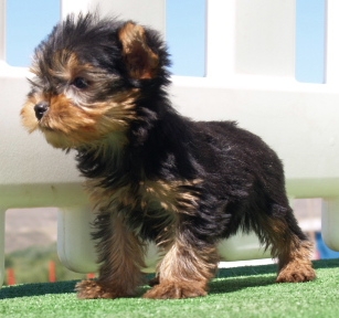 
Precio Yorkshire Terrier...........<strong>$18,000.00   A   $25,000.00  (dependiendo del tamaño, sexo, color y calidad)</strong> <br><br>


100% pura raza, registrados todos los papeles en regla se envian a cualquier parte de la Republica.<br><br> 

<li>Contrato de compraventa<br><br></li>


<li>Seguro de vida gratuito por escrito de 5 años que cubre muerte en caso de cuestiones virales</li>
<br><br>

<li>Garantía de Pureza Racial<br><br></li>

<li>Certificado de registro inicial que extiende la Federación Canófila Mexicana donde los cachorros se entregan con tatuaje y microchip</li>

