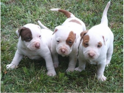 
Precio Bull Terrier...........<strong>    $18,000.00  A   $25,000.00    ( dependiendo tamaño y color)</strong> <br><br>


100% pura raza, registrados todos los papeles en regla se envian a cualquier parte de la Republica.<br><br> 

<li>Contrato de compraventa<br><br></li>


<li>Seguro de vida gratuito por escrito de 5 años que cubre muerte en caso de cuestiones virales</li>
<br><br>

<li>Garantía de Pureza Racial<br><br></li>

<li>Certificado de registro inicial que extiende la Federación Canófila Mexicana donde los cachorros se entregan con tatuaje y microchip</li>

