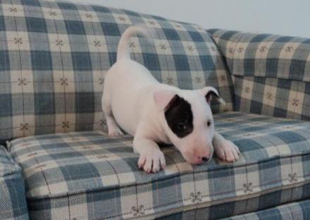 
Precio Bull Terrier...........<strong>    $18,000.00  A   $25,000.00    ( dependiendo tamaño y color)</strong> <br><br>


100% pura raza, registrados todos los papeles en regla se envian a cualquier parte de la Republica.<br><br> 

<li>Contrato de compraventa<br><br></li>


<li>Seguro de vida gratuito por escrito de 5 años que cubre muerte en caso de cuestiones virales</li>
<br><br>

<li>Garantía de Pureza Racial<br><br></li>

<li>Certificado de registro inicial que extiende la Federación Canófila Mexicana donde los cachorros se entregan con tatuaje y microchip</li>

