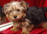 
Precio Yorkshire Terrier...........<strong>$18,000.00   A   $25,000.00  (dependiendo del tamaño, sexo, color y calidad)</strong> <br><br>


100% pura raza, registrados todos los papeles en regla se envian a cualquier parte de la Republica.<br><br> 

<li>Contrato de compraventa<br><br></li>


<li>Seguro de vida gratuito por escrito de 5 años que cubre muerte en caso de cuestiones virales</li>
<br><br>

<li>Garantía de Pureza Racial<br><br></li>

<li>Certificado de registro inicial que extiende la Federación Canófila Mexicana donde los cachorros se entregan con tatuaje y microchip</li>

