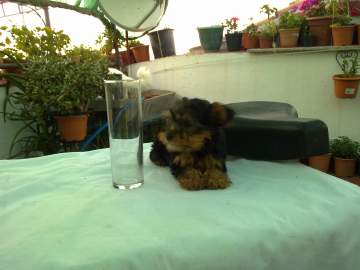 
Precio Yorkshire Terrier...........<strong>$18,000.00   A   $25,000.00  (dependiendo del tamaño, sexo, color y calidad)</strong> <br><br>


100% pura raza, registrados todos los papeles en regla se envian a cualquier parte de la Republica.<br><br> 

<li>Contrato de compraventa<br><br></li>


<li>Seguro de vida gratuito por escrito de 5 años que cubre muerte en caso de cuestiones virales</li>
<br><br>

<li>Garantía de Pureza Racial<br><br></li>

<li>Certificado de registro inicial que extiende la Federación Canófila Mexicana donde los cachorros se entregan con tatuaje y microchip</li>

