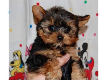 
Precio Yorkshire Terrier...........<strong>$18,000.00   A   $25,000.00  (dependiendo del tamaño, sexo, color y calidad)</strong> <br><br>


100% pura raza, registrados todos los papeles en regla se envian a cualquier parte de la Republica.<br><br> 

<li>Contrato de compraventa<br><br></li>


<li>Seguro de vida gratuito por escrito de 5 años que cubre muerte en caso de cuestiones virales</li>
<br><br>

<li>Garantía de Pureza Racial<br><br></li>

<li>Certificado de registro inicial que extiende la Federación Canófila Mexicana donde los cachorros se entregan con tatuaje y microchip</li>

