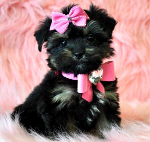 
Precio Yorkshire Terrier...........<strong>$18,000.00   A   $25,000.00  (dependiendo del tamaño, sexo, color y calidad)</strong> <br><br>


100% pura raza, registrados todos los papeles en regla se envian a cualquier parte de la Republica.<br><br> 

<li>Contrato de compraventa<br><br></li>


<li>Seguro de vida gratuito por escrito de 5 años que cubre muerte en caso de cuestiones virales</li>
<br><br>

<li>Garantía de Pureza Racial<br><br></li>

<li>Certificado de registro inicial que extiende la Federación Canófila Mexicana donde los cachorros se entregan con tatuaje y microchip</li>

