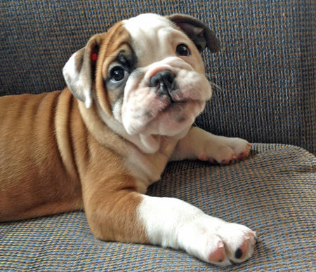 IMPRESIONANTES CACHORROS BULLDOG BRITÁNICO