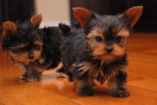 
Precio Yorkshire Terrier...........<strong>$18,000.00   A   $25,000.00  (dependiendo del tamaño, sexo, color y calidad)</strong> <br><br>


100% pura raza, registrados todos los papeles en regla se envian a cualquier parte de la Republica.<br><br> 

<li>Contrato de compraventa<br><br></li>


<li>Seguro de vida gratuito por escrito de 5 años que cubre muerte en caso de cuestiones virales</li>
<br><br>

<li>Garantía de Pureza Racial<br><br></li>

<li>Certificado de registro inicial que extiende la Federación Canófila Mexicana donde los cachorros se entregan con tatuaje y microchip</li>

