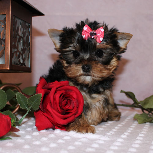 
Precio Yorkshire Terrier...........<strong>$18,000.00   A   $25,000.00  (dependiendo del tamaño, sexo, color y calidad)</strong> <br><br>


100% pura raza, registrados todos los papeles en regla se envian a cualquier parte de la Republica.<br><br> 

<li>Contrato de compraventa<br><br></li>


<li>Seguro de vida gratuito por escrito de 5 años que cubre muerte en caso de cuestiones virales</li>
<br><br>

<li>Garantía de Pureza Racial<br><br></li>

<li>Certificado de registro inicial que extiende la Federación Canófila Mexicana donde los cachorros se entregan con tatuaje y microchip</li>

