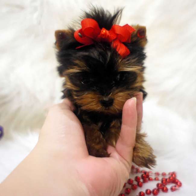 
Precio Yorkshire Terrier...........<strong>$18,000.00   A   $25,000.00  (dependiendo del tamaño, sexo, color y calidad)</strong> <br><br>


100% pura raza, registrados todos los papeles en regla se envian a cualquier parte de la Republica.<br><br> 

<li>Contrato de compraventa<br><br></li>


<li>Seguro de vida gratuito por escrito de 5 años que cubre muerte en caso de cuestiones virales</li>
<br><br>

<li>Garantía de Pureza Racial<br><br></li>

<li>Certificado de registro inicial que extiende la Federación Canófila Mexicana donde los cachorros se entregan con tatuaje y microchip</li>

