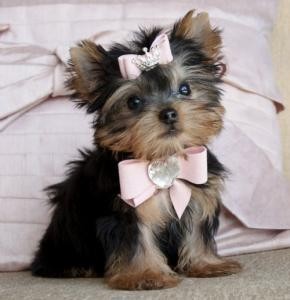 
Precio Yorkshire Terrier...........<strong>$18,000.00   A   $25,000.00  (dependiendo del tamaño, sexo, color y calidad)</strong> <br><br>


100% pura raza, registrados todos los papeles en regla se envian a cualquier parte de la Republica.<br><br> 

<li>Contrato de compraventa<br><br></li>


<li>Seguro de vida gratuito por escrito de 5 años que cubre muerte en caso de cuestiones virales</li>
<br><br>

<li>Garantía de Pureza Racial<br><br></li>

<li>Certificado de registro inicial que extiende la Federación Canófila Mexicana donde los cachorros se entregan con tatuaje y microchip</li>

