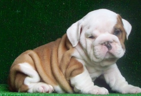 
Precio Bulldog...........<strong>   $35,000.00  A   $60,000.00    (dependiendo la calidad)</strong> <br><br>


100% pura raza, registrados todos los papeles en regla se envian a cualquier parte de la Republica.<br><br> 

<li>Contrato de compraventa<br><br></li>


<li>Seguro de vida gratuito por escrito de 5 años que cubre muerte en caso de cuestiones virales</li>
<br><br>

<li>Garantía de Pureza Racial<br><br></li>

<li>Certificado de registro inicial que extiende la Federación Canófila Mexicana donde los cachorros se entregan con tatuaje y microchip</li>

