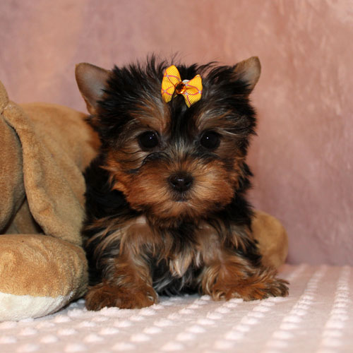 
Precio Yorkshire Terrier...........<strong>$18,000.00   A   $25,000.00  (dependiendo del tamaño, sexo, color y calidad)</strong> <br><br>


100% pura raza, registrados todos los papeles en regla se envian a cualquier parte de la Republica.<br><br> 

<li>Contrato de compraventa<br><br></li>


<li>Seguro de vida gratuito por escrito de 5 años que cubre muerte en caso de cuestiones virales</li>
<br><br>

<li>Garantía de Pureza Racial<br><br></li>

<li>Certificado de registro inicial que extiende la Federación Canófila Mexicana donde los cachorros se entregan con tatuaje y microchip</li>

