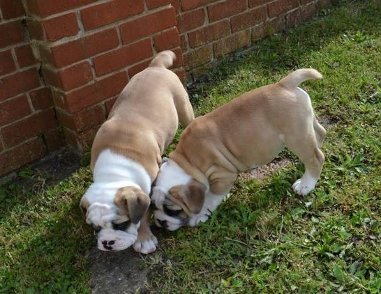 pura raza Bulldog Inglés cachorros 