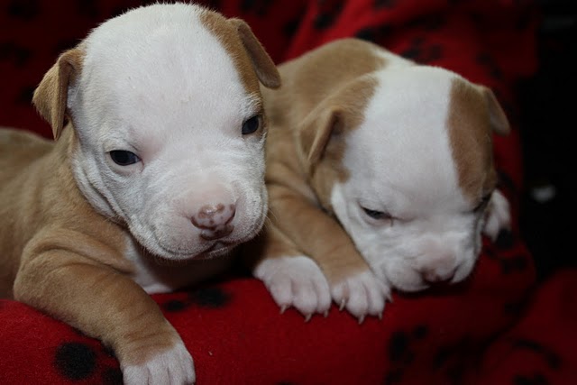 Se regalan cachorros pitbull adorable 