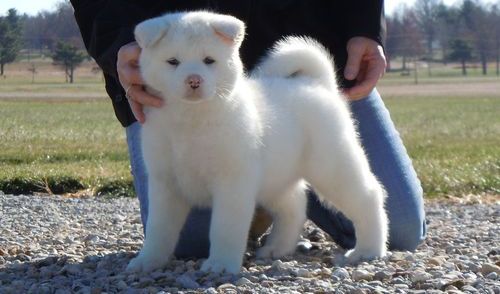 Ahora tenemos un KC registrados Akita cachorros que no pueden esperar para conocer a su nuevo
<br>familias! Son Siberian husky mirar impresionante y robarán su corazón el momento en que cumple
<br>ellos. Nuestros cachorros están llenas de arrugas y tiene la cara arrugada de dulce. Les encanta que te siga
<br>alrededor de la casa y el salón en el sol. Llegarán al día en todas sus vacunas y
<br>con un examen veterinario completo. Ellos aman a los niños y se lleva bien con otros animales domésticos