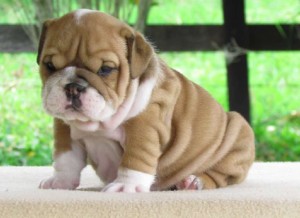  Bulldog Inglés cachorros disponibles