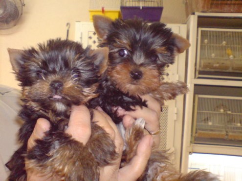 
Precio Yorkshire Terrier...........<strong>$18,000.00   A   $25,000.00  (dependiendo del tamaño, sexo, color y calidad)</strong> <br><br>


100% pura raza, registrados todos los papeles en regla se envian a cualquier parte de la Republica.<br><br> 

<li>Contrato de compraventa<br><br></li>


<li>Seguro de vida gratuito por escrito de 5 años que cubre muerte en caso de cuestiones virales</li>
<br><br>

<li>Garantía de Pureza Racial<br><br></li>

<li>Certificado de registro inicial que extiende la Federación Canófila Mexicana donde los cachorros se entregan con tatuaje y microchip</li>

