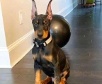 Doberman Pinscher Puppies Available for sale 