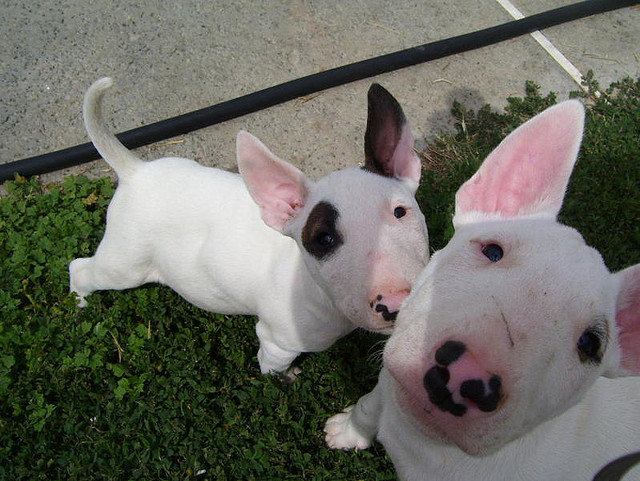 
Precio Bull Terrier...........<strong>    $18,000.00  A   $25,000.00    ( dependiendo tamaño y color)</strong> <br><br>


100% pura raza, registrados todos los papeles en regla se envian a cualquier parte de la Republica.<br><br> 

<li>Contrato de compraventa<br><br></li>


<li>Seguro de vida gratuito por escrito de 5 años que cubre muerte en caso de cuestiones virales</li>
<br><br>

<li>Garantía de Pureza Racial<br><br></li>

<li>Certificado de registro inicial que extiende la Federación Canófila Mexicana donde los cachorros se entregan con tatuaje y microchip</li>

