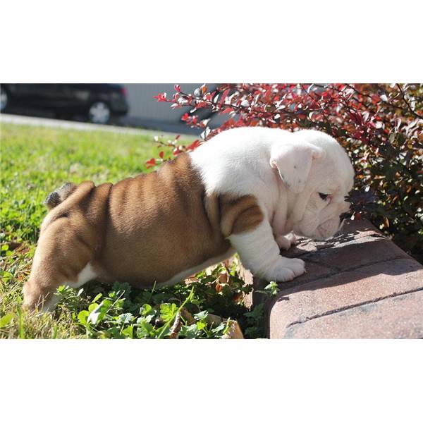 
Precio Bulldog...........<strong>   $35,000.00  A   $60,000.00    (dependiendo la calidad)</strong> <br><br>


100% pura raza, registrados todos los papeles en regla se envian a cualquier parte de la Republica.<br><br> 

<li>Contrato de compraventa<br><br></li>


<li>Seguro de vida gratuito por escrito de 5 años que cubre muerte en caso de cuestiones virales</li>
<br><br>

<li>Garantía de Pureza Racial<br><br></li>

<li>Certificado de registro inicial que extiende la Federación Canófila Mexicana donde los cachorros se entregan con tatuaje y microchip</li>

