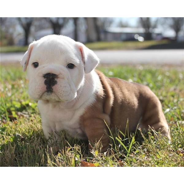 
Precio Bulldog...........<strong>   $35,000.00  A   $60,000.00    (dependiendo la calidad)</strong> <br><br>


100% pura raza, registrados todos los papeles en regla se envian a cualquier parte de la Republica.<br><br> 

<li>Contrato de compraventa<br><br></li>


<li>Seguro de vida gratuito por escrito de 5 años que cubre muerte en caso de cuestiones virales</li>
<br><br>

<li>Garantía de Pureza Racial<br><br></li>

<li>Certificado de registro inicial que extiende la Federación Canófila Mexicana donde los cachorros se entregan con tatuaje y microchip</li>

