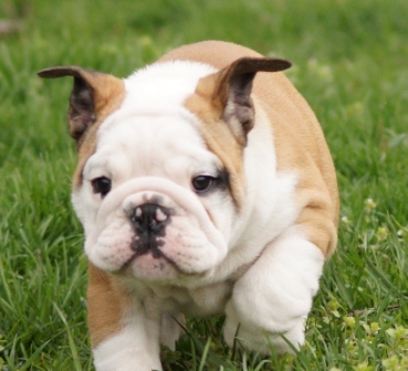 
Precio Bulldog...........<strong>   $35,000.00  A   $60,000.00    (dependiendo la calidad)</strong> <br><br>


100% pura raza, registrados todos los papeles en regla se envian a cualquier parte de la Republica.<br><br> 

<li>Contrato de compraventa<br><br></li>


<li>Seguro de vida gratuito por escrito de 5 años que cubre muerte en caso de cuestiones virales</li>
<br><br>

<li>Garantía de Pureza Racial<br><br></li>

<li>Certificado de registro inicial que extiende la Federación Canófila Mexicana donde los cachorros se entregan con tatuaje y microchip</li>

