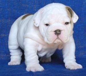 
Precio Bulldog...........<strong>   $35,000.00  A   $60,000.00    (dependiendo la calidad)</strong> <br><br>


100% pura raza, registrados todos los papeles en regla se envian a cualquier parte de la Republica.<br><br> 

<li>Contrato de compraventa<br><br></li>


<li>Seguro de vida gratuito por escrito de 5 años que cubre muerte en caso de cuestiones virales</li>
<br><br>

<li>Garantía de Pureza Racial<br><br></li>

<li>Certificado de registro inicial que extiende la Federación Canófila Mexicana donde los cachorros se entregan con tatuaje y microchip</li>

