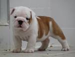 
Precio Bulldog...........<strong>   $35,000.00  A   $60,000.00    (dependiendo la calidad)</strong> <br><br>


100% pura raza, registrados todos los papeles en regla se envian a cualquier parte de la Republica.<br><br> 

<li>Contrato de compraventa<br><br></li>


<li>Seguro de vida gratuito por escrito de 5 años que cubre muerte en caso de cuestiones virales</li>
<br><br>

<li>Garantía de Pureza Racial<br><br></li>

<li>Certificado de registro inicial que extiende la Federación Canófila Mexicana donde los cachorros se entregan con tatuaje y microchip</li>

