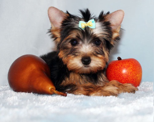 
Precio Yorkshire Terrier...........<strong>$18,000.00   A   $25,000.00  (dependiendo del tamaño, sexo, color y calidad)</strong> <br><br>


100% pura raza, registrados todos los papeles en regla se envian a cualquier parte de la Republica.<br><br> 

<li>Contrato de compraventa<br><br></li>


<li>Seguro de vida gratuito por escrito de 5 años que cubre muerte en caso de cuestiones virales</li>
<br><br>

<li>Garantía de Pureza Racial<br><br></li>

<li>Certificado de registro inicial que extiende la Federación Canófila Mexicana donde los cachorros se entregan con tatuaje y microchip</li>

