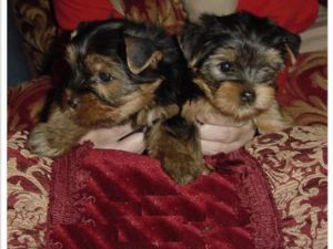 
Precio Yorkshire Terrier...........<strong>$18,000.00   A   $25,000.00  (dependiendo del tamaño, sexo, color y calidad)</strong> <br><br>


100% pura raza, registrados todos los papeles en regla se envian a cualquier parte de la Republica.<br><br> 

<li>Contrato de compraventa<br><br></li>


<li>Seguro de vida gratuito por escrito de 5 años que cubre muerte en caso de cuestiones virales</li>
<br><br>

<li>Garantía de Pureza Racial<br><br></li>

<li>Certificado de registro inicial que extiende la Federación Canófila Mexicana donde los cachorros se entregan con tatuaje y microchip</li>

