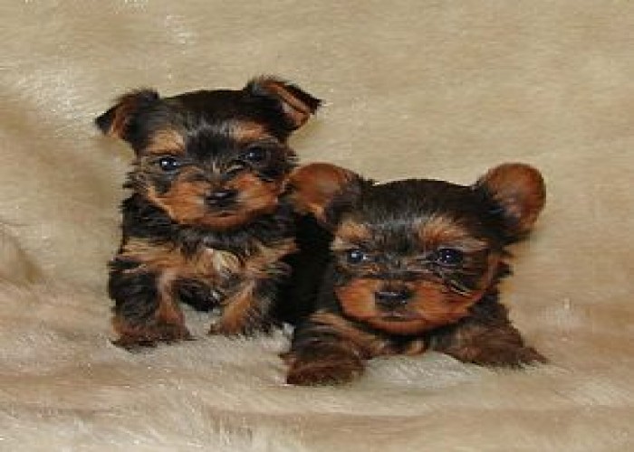 
Precio Yorkshire Terrier...........<strong>$18,000.00   A   $25,000.00  (dependiendo del tamaño, sexo, color y calidad)</strong> <br><br>


100% pura raza, registrados todos los papeles en regla se envian a cualquier parte de la Republica.<br><br> 

<li>Contrato de compraventa<br><br></li>


<li>Seguro de vida gratuito por escrito de 5 años que cubre muerte en caso de cuestiones virales</li>
<br><br>

<li>Garantía de Pureza Racial<br><br></li>

<li>Certificado de registro inicial que extiende la Federación Canófila Mexicana donde los cachorros se entregan con tatuaje y microchip</li>

