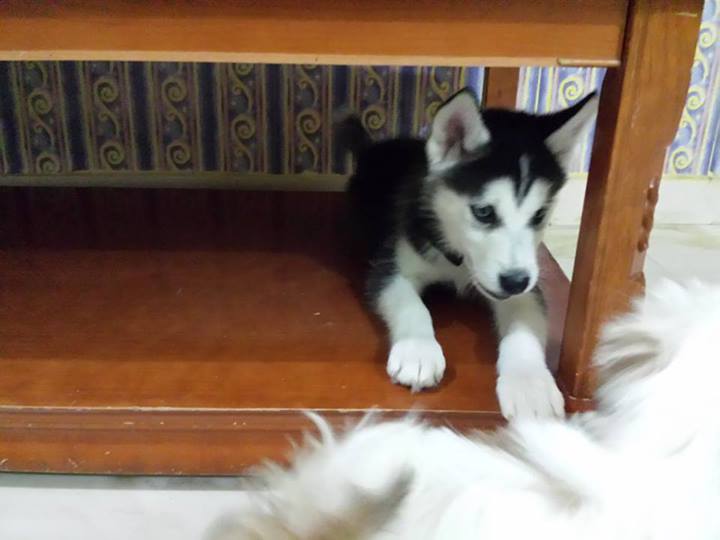 Adorables cachorros husky siberiano para su aprobación