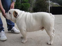 
Precio Bulldog...........<strong>   $35,000.00  A   $60,000.00    (dependiendo la calidad)</strong> <br><br>


100% pura raza, registrados todos los papeles en regla se envian a cualquier parte de la Republica.<br><br> 

<li>Contrato de compraventa<br><br></li>


<li>Seguro de vida gratuito por escrito de 5 años que cubre muerte en caso de cuestiones virales</li>
<br><br>

<li>Garantía de Pureza Racial<br><br></li>

<li>Certificado de registro inicial que extiende la Federación Canófila Mexicana donde los cachorros se entregan con tatuaje y microchip</li>

