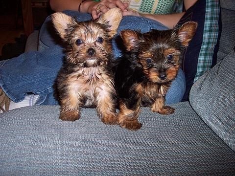 
Precio Yorkshire Terrier...........<strong>$18,000.00   A   $25,000.00  (dependiendo del tamaño, sexo, color y calidad)</strong> <br><br>


100% pura raza, registrados todos los papeles en regla se envian a cualquier parte de la Republica.<br><br> 

<li>Contrato de compraventa<br><br></li>


<li>Seguro de vida gratuito por escrito de 5 años que cubre muerte en caso de cuestiones virales</li>
<br><br>

<li>Garantía de Pureza Racial<br><br></li>

<li>Certificado de registro inicial que extiende la Federación Canófila Mexicana donde los cachorros se entregan con tatuaje y microchip</li>

