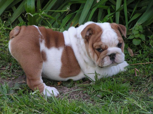 
Precio Bulldog...........<strong>   $35,000.00  A   $60,000.00    (dependiendo la calidad)</strong> <br><br>


100% pura raza, registrados todos los papeles en regla se envian a cualquier parte de la Republica.<br><br> 

<li>Contrato de compraventa<br><br></li>


<li>Seguro de vida gratuito por escrito de 5 años que cubre muerte en caso de cuestiones virales</li>
<br><br>

<li>Garantía de Pureza Racial<br><br></li>

<li>Certificado de registro inicial que extiende la Federación Canófila Mexicana donde los cachorros se entregan con tatuaje y microchip</li>

