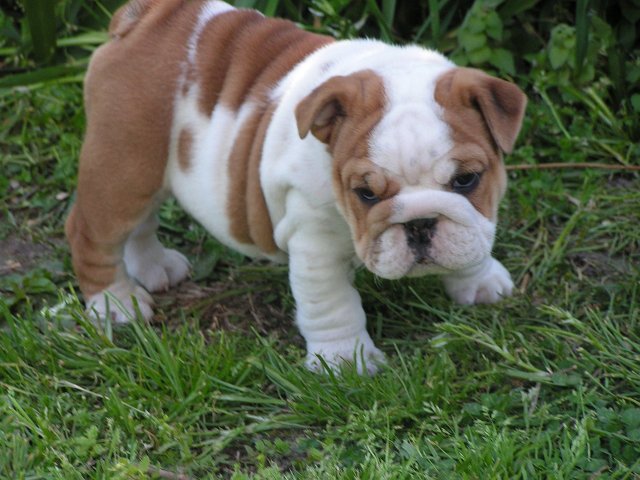 
Precio Bulldog...........<strong>   $35,000.00  A   $60,000.00    (dependiendo la calidad)</strong> <br><br>


100% pura raza, registrados todos los papeles en regla se envian a cualquier parte de la Republica.<br><br> 

<li>Contrato de compraventa<br><br></li>


<li>Seguro de vida gratuito por escrito de 5 años que cubre muerte en caso de cuestiones virales</li>
<br><br>

<li>Garantía de Pureza Racial<br><br></li>

<li>Certificado de registro inicial que extiende la Federación Canófila Mexicana donde los cachorros se entregan con tatuaje y microchip</li>

