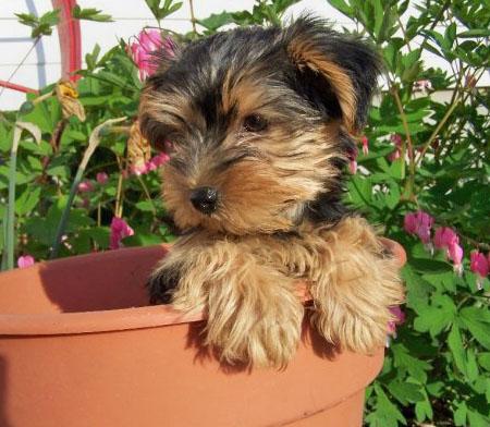 
Precio Yorkshire Terrier...........<strong>$18,000.00   A   $25,000.00  (dependiendo del tamaño, sexo, color y calidad)</strong> <br><br>


100% pura raza, registrados todos los papeles en regla se envian a cualquier parte de la Republica.<br><br> 

<li>Contrato de compraventa<br><br></li>


<li>Seguro de vida gratuito por escrito de 5 años que cubre muerte en caso de cuestiones virales</li>
<br><br>

<li>Garantía de Pureza Racial<br><br></li>

<li>Certificado de registro inicial que extiende la Federación Canófila Mexicana donde los cachorros se entregan con tatuaje y microchip</li>

