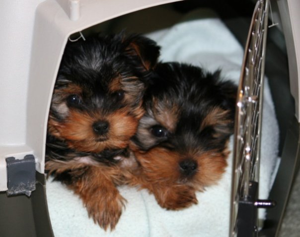 
Precio Yorkshire Terrier...........<strong>$18,000.00   A   $25,000.00  (dependiendo del tamaño, sexo, color y calidad)</strong> <br><br>


100% pura raza, registrados todos los papeles en regla se envian a cualquier parte de la Republica.<br><br> 

<li>Contrato de compraventa<br><br></li>


<li>Seguro de vida gratuito por escrito de 5 años que cubre muerte en caso de cuestiones virales</li>
<br><br>

<li>Garantía de Pureza Racial<br><br></li>

<li>Certificado de registro inicial que extiende la Federación Canófila Mexicana donde los cachorros se entregan con tatuaje y microchip</li>

