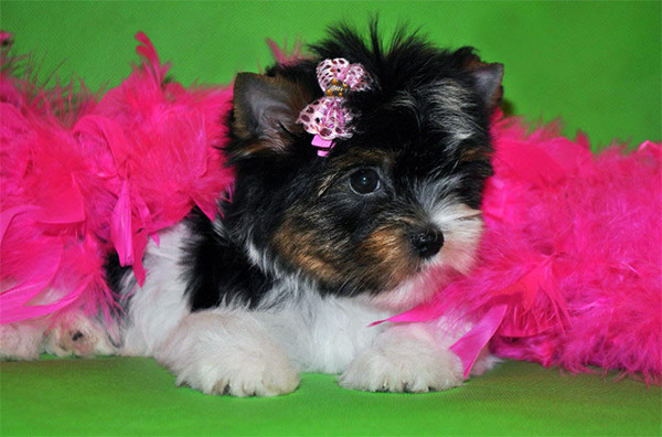 
Precio Yorkshire Terrier...........<strong>$18,000.00   A   $25,000.00  (dependiendo del tamaño, sexo, color y calidad)</strong> <br><br>


100% pura raza, registrados todos los papeles en regla se envian a cualquier parte de la Republica.<br><br> 

<li>Contrato de compraventa<br><br></li>


<li>Seguro de vida gratuito por escrito de 5 años que cubre muerte en caso de cuestiones virales</li>
<br><br>

<li>Garantía de Pureza Racial<br><br></li>

<li>Certificado de registro inicial que extiende la Federación Canófila Mexicana donde los cachorros se entregan con tatuaje y microchip</li>

