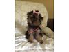 
Precio Yorkshire Terrier...........<strong>$18,000.00   A   $25,000.00  (dependiendo del tamaño, sexo, color y calidad)</strong> <br><br>


100% pura raza, registrados todos los papeles en regla se envian a cualquier parte de la Republica.<br><br> 

<li>Contrato de compraventa<br><br></li>


<li>Seguro de vida gratuito por escrito de 5 años que cubre muerte en caso de cuestiones virales</li>
<br><br>

<li>Garantía de Pureza Racial<br><br></li>

<li>Certificado de registro inicial que extiende la Federación Canófila Mexicana donde los cachorros se entregan con tatuaje y microchip</li>

