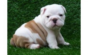 
Precio Bulldog...........<strong>   $35,000.00  A   $60,000.00    (dependiendo la calidad)</strong> <br><br>


100% pura raza, registrados todos los papeles en regla se envian a cualquier parte de la Republica.<br><br> 

<li>Contrato de compraventa<br><br></li>


<li>Seguro de vida gratuito por escrito de 5 años que cubre muerte en caso de cuestiones virales</li>
<br><br>

<li>Garantía de Pureza Racial<br><br></li>

<li>Certificado de registro inicial que extiende la Federación Canófila Mexicana donde los cachorros se entregan con tatuaje y microchip</li>

