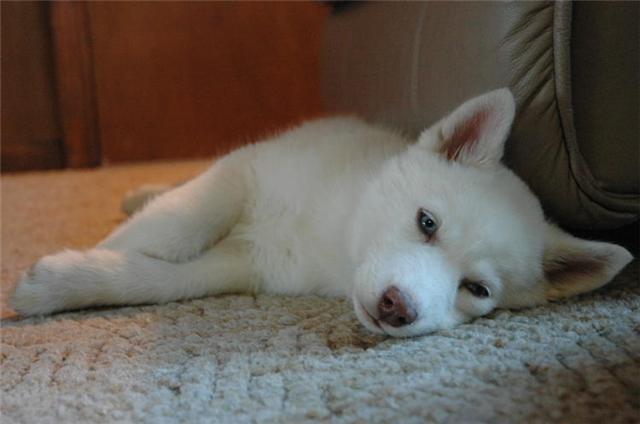 bonito cachorros husky siberiano